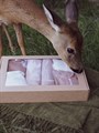 Подарочный набор новорожденному "Babyedel" 15 предметов - фото 4584
